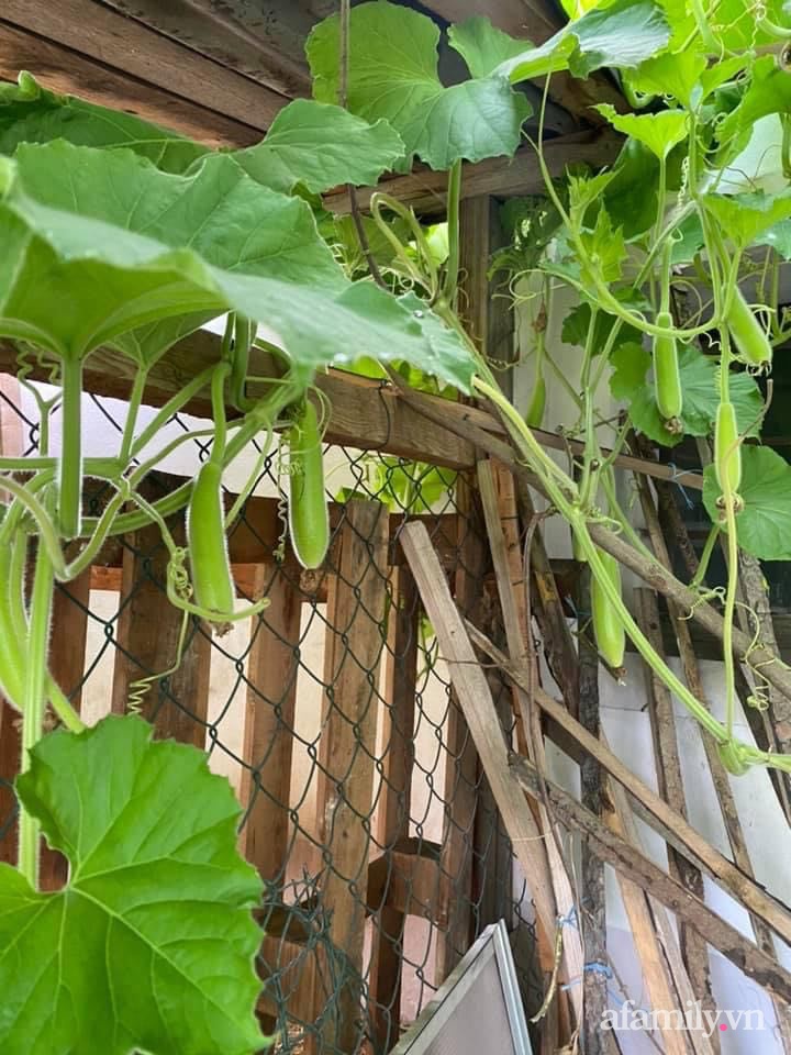 Vườn rau quanh năm tốt tươi với đủ loại rau quả của mẹ Việt-30