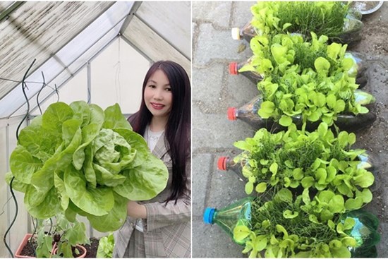 Vườn rau quanh năm tốt tươi với đủ loại rau quả của mẹ Việt