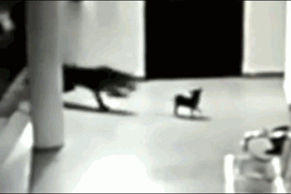 Thót tim khoảnh khắc báo hoa mai lao ra đường vồ 2 người đi xe máy-1