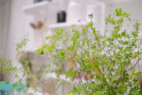 Dân Hà thành rộ mốt mua cành cây toàn lá, giá cả triệu đồng về cắm chơi-2