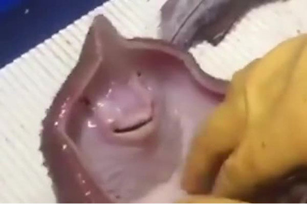 Bắt được chú cá đuối, ngư dân cù không ngừng để nó cười khiến con vật chết  ngạt | Tin tức Online