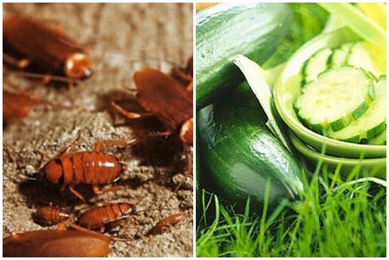 5 thứ gián rất sợ: Đặt gần ổ của chúng, đảm bảo chẳng còn con nào dám bén mảng