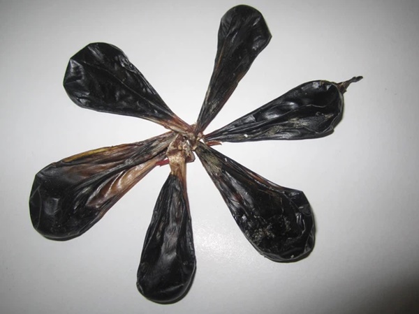 Một người đàn ông bị suy tạng sau khi nuốt mật cá chép: Chuyên gia khẳng định đây là bộ phận trong con cá không nên ăn!-4