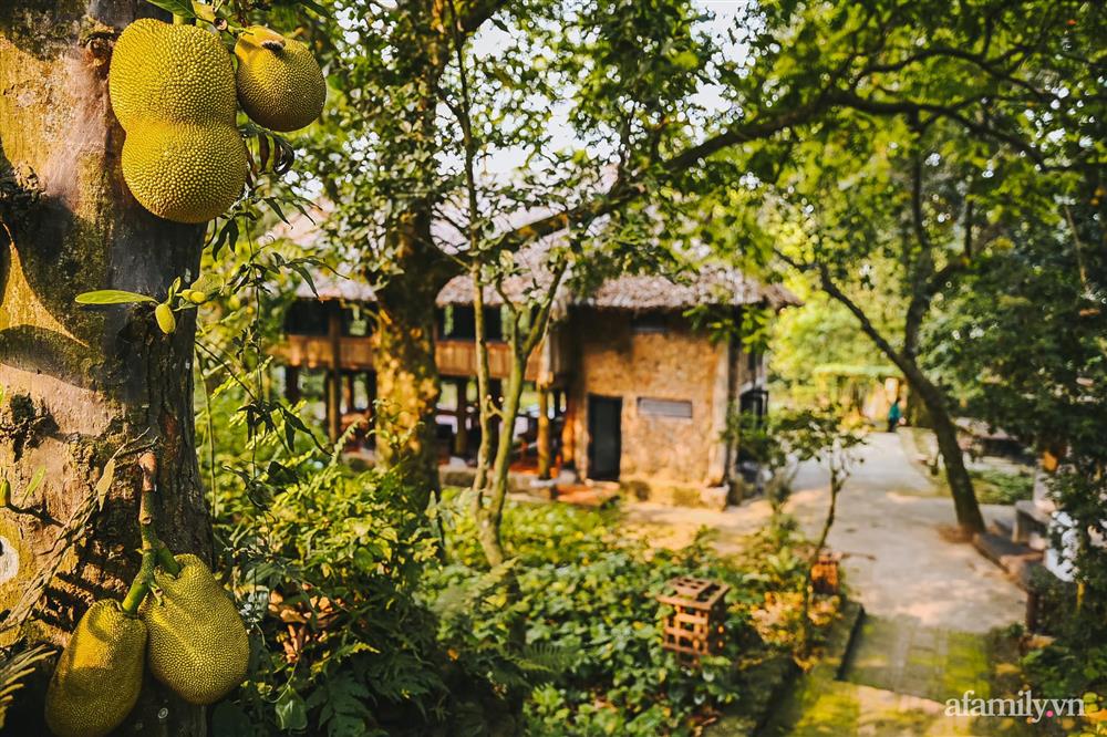 Cuộc sống yên bình trong ngôi nhà nhỏ và khu vườn xanh mát bóng cây ở ngoại thành Hà Nội-3