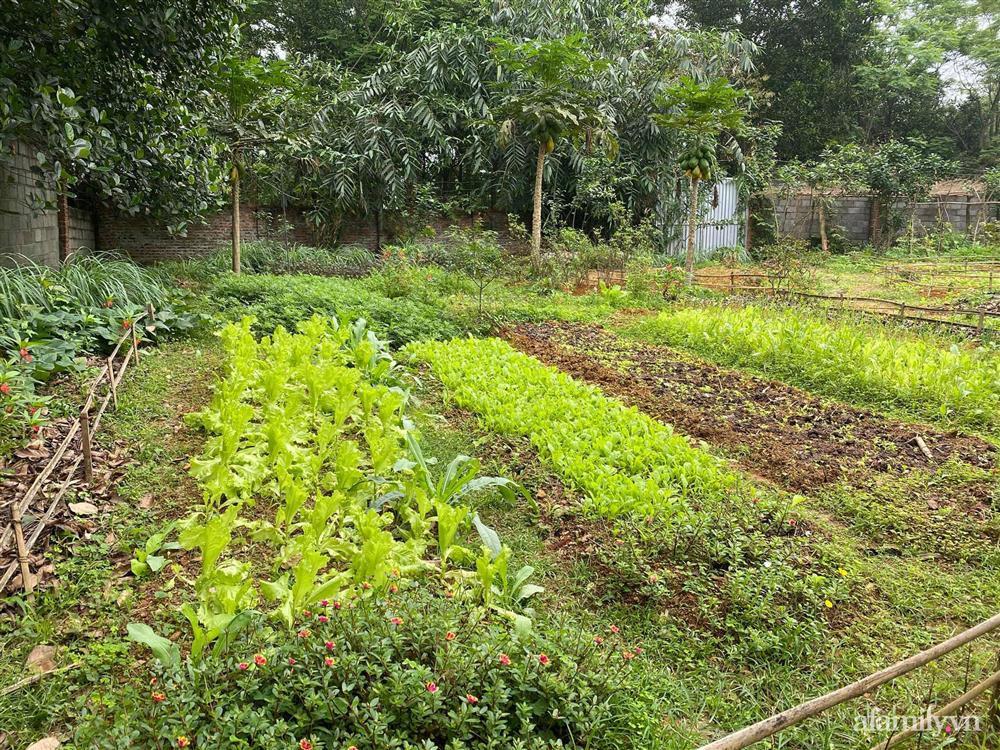 Cuộc sống yên bình trong ngôi nhà nhỏ và khu vườn xanh mát bóng cây ở ngoại thành Hà Nội-12