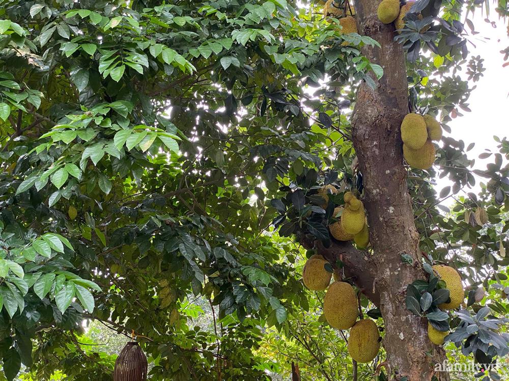 Cuộc sống yên bình trong ngôi nhà nhỏ và khu vườn xanh mát bóng cây ở ngoại thành Hà Nội-13