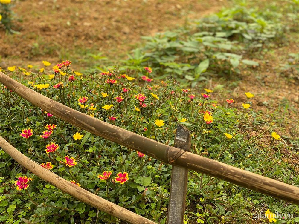 Cuộc sống yên bình trong ngôi nhà nhỏ và khu vườn xanh mát bóng cây ở ngoại thành Hà Nội-15