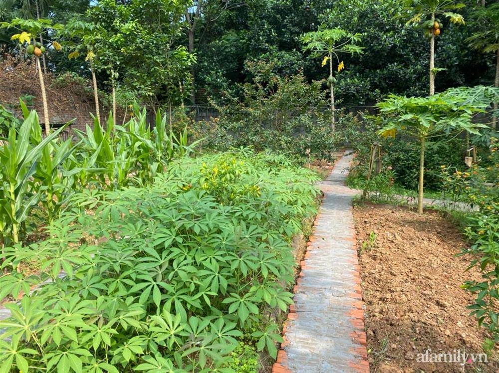 Cuộc sống yên bình trong ngôi nhà nhỏ và khu vườn xanh mát bóng cây ở ngoại thành Hà Nội-22