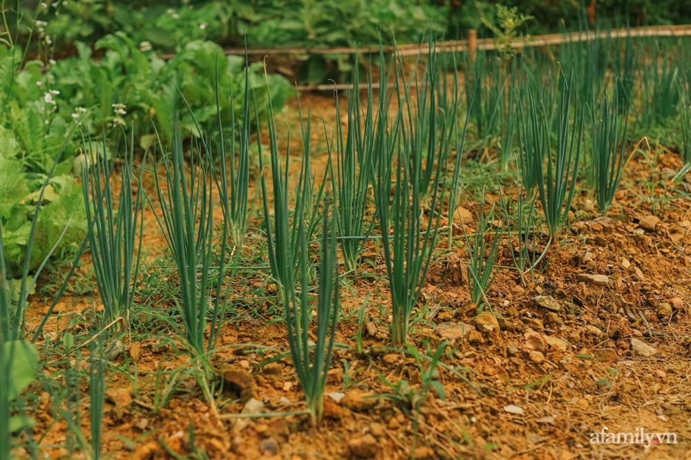 Cuộc sống yên bình trong ngôi nhà nhỏ và khu vườn xanh mát bóng cây ở ngoại thành Hà Nội-25