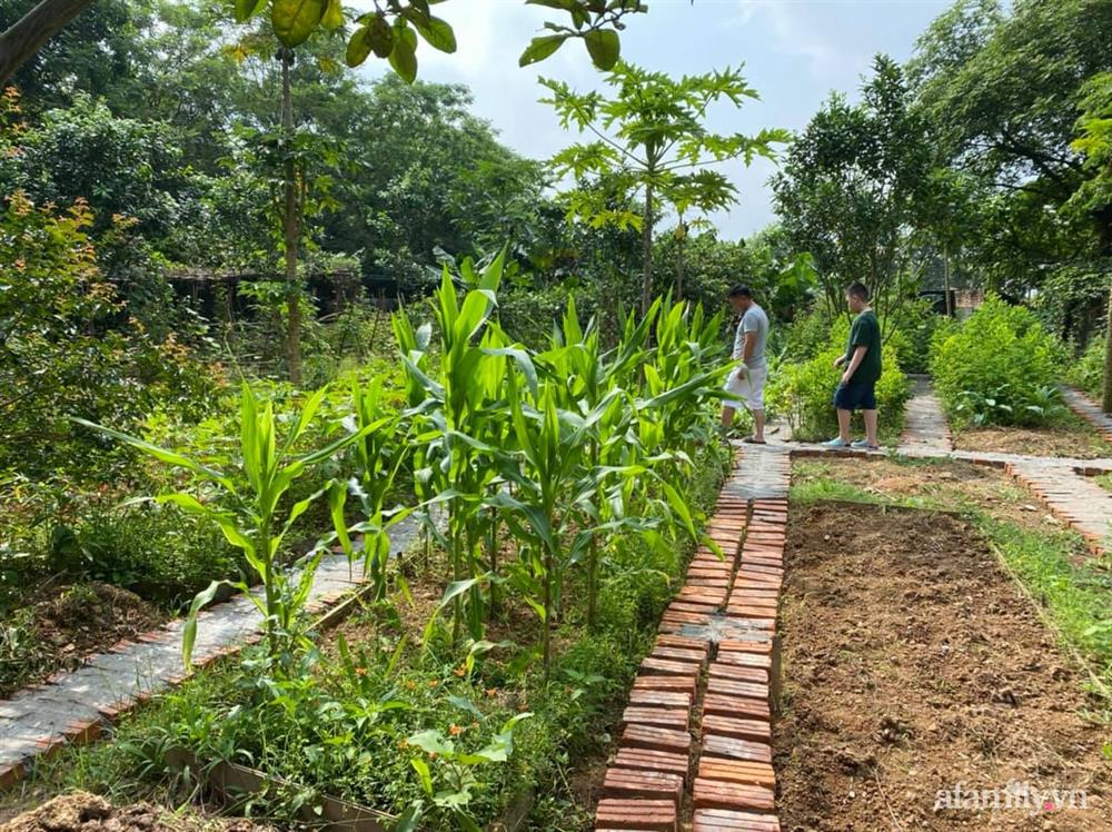 Cuộc sống yên bình trong ngôi nhà nhỏ và khu vườn xanh mát bóng cây ở ngoại thành Hà Nội-29
