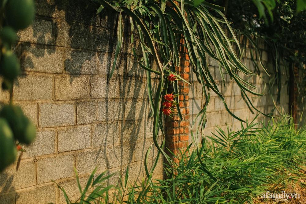 Cuộc sống yên bình trong ngôi nhà nhỏ và khu vườn xanh mát bóng cây ở ngoại thành Hà Nội-30