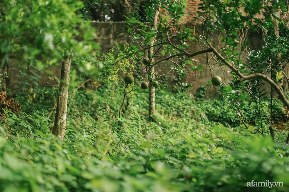 Cuộc sống yên bình trong ngôi nhà nhỏ và khu vườn xanh mát bóng cây ở ngoại thành Hà Nội-31