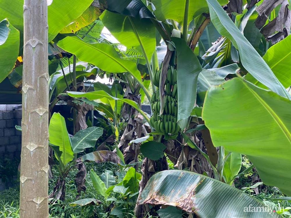 Cuộc sống yên bình trong ngôi nhà nhỏ và khu vườn xanh mát bóng cây ở ngoại thành Hà Nội-41