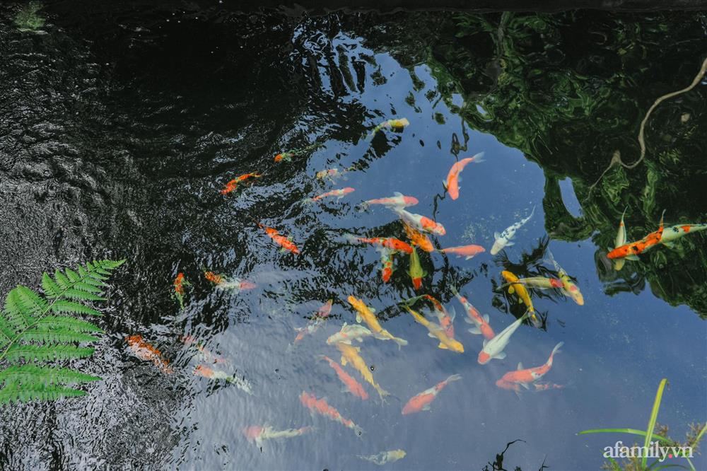 Cuộc sống yên bình trong ngôi nhà nhỏ và khu vườn xanh mát bóng cây ở ngoại thành Hà Nội-44