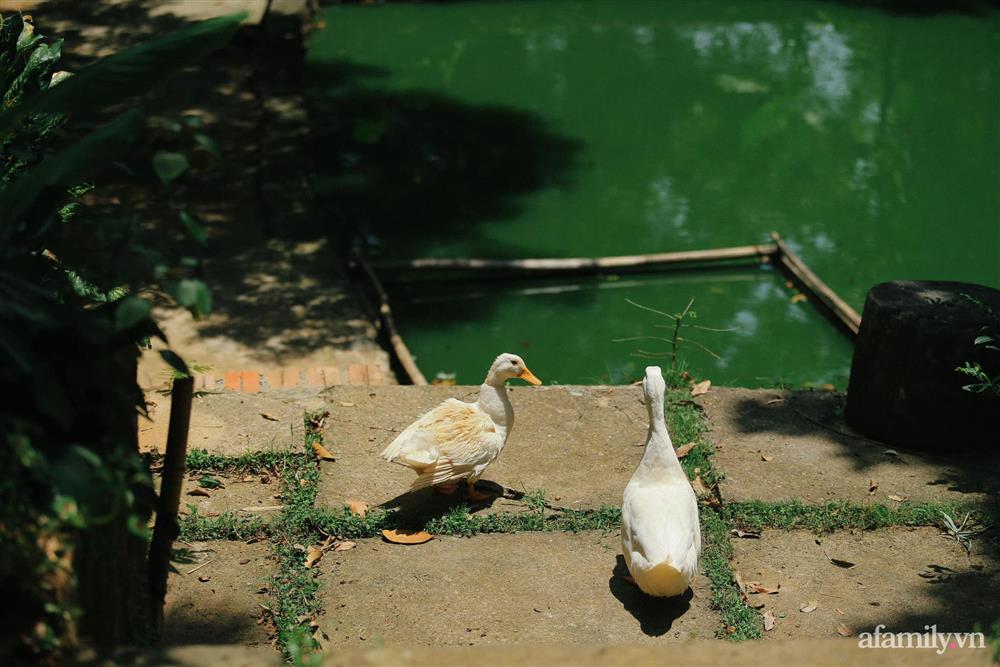 Cuộc sống yên bình trong ngôi nhà nhỏ và khu vườn xanh mát bóng cây ở ngoại thành Hà Nội-45