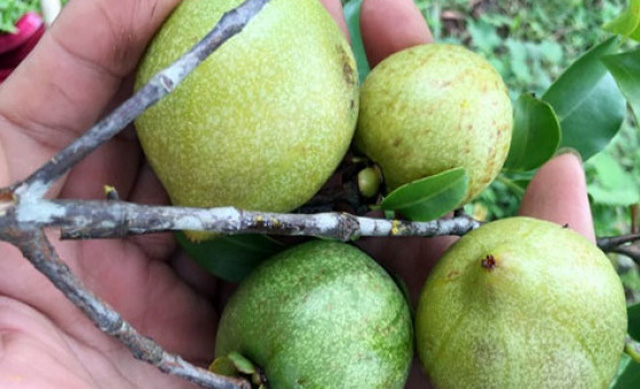 4 loại quả rừng giá chát vẫn được lùng mua-11