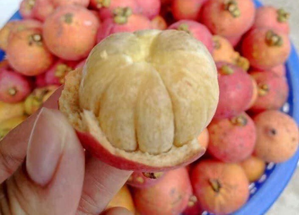 4 loại quả rừng giá chát vẫn được lùng mua-12