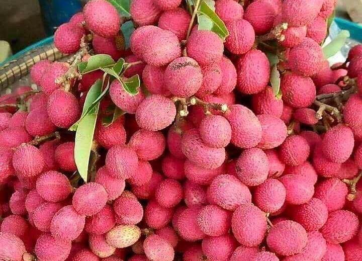 4 loại quả rừng giá chát vẫn được lùng mua-4
