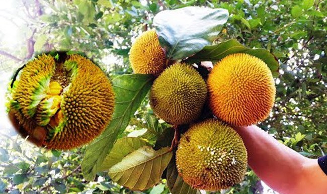 4 loại quả rừng giá chát vẫn được lùng mua-7