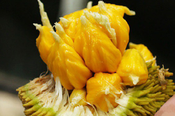 Hồng quân rừng đỏ thẫm, mẹ con ăn tươi, bố ngâm rượu thơm-4