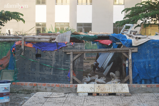 Trong khi nhà Hà Nội vẫn là giấc mơ của nhiều người, có chung cư đã hoàn thiện hàng chục năm lại bỏ hoang không ai ở, sân chơi làm chỗ nuôi vịt-5