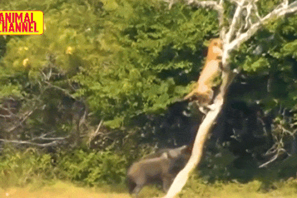 Bị đánh hội đồng, trâu rừng nổi điên húc thủng ngực sư tử-1