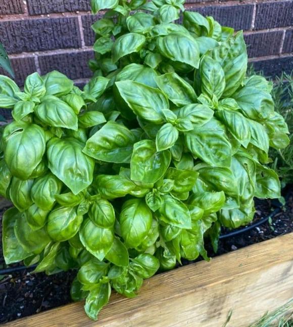 10 loại cây gia chủ nên trồng trong hoặc xung quanh nhà, vừa đẹp lại giúp xua đuổi muỗi và bọ một cách tự nhiên-3