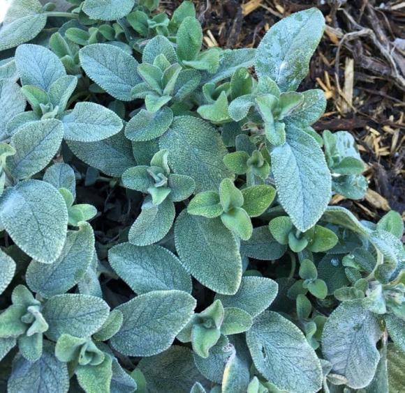 10 loại cây gia chủ nên trồng trong hoặc xung quanh nhà, vừa đẹp lại giúp xua đuổi muỗi và bọ một cách tự nhiên-10