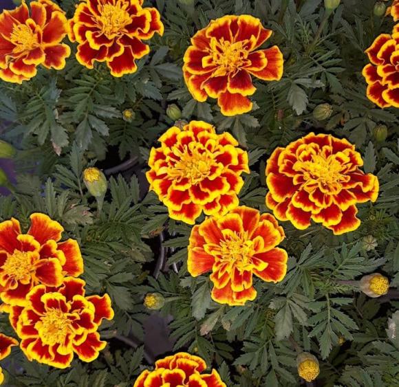 10 loại cây gia chủ nên trồng trong hoặc xung quanh nhà, vừa đẹp lại giúp xua đuổi muỗi và bọ một cách tự nhiên-6