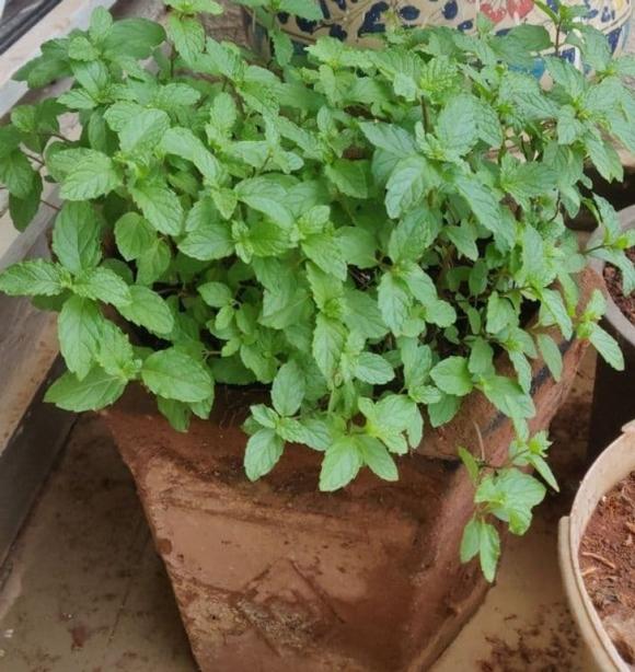 10 loại cây gia chủ nên trồng trong hoặc xung quanh nhà, vừa đẹp lại giúp xua đuổi muỗi và bọ một cách tự nhiên-9