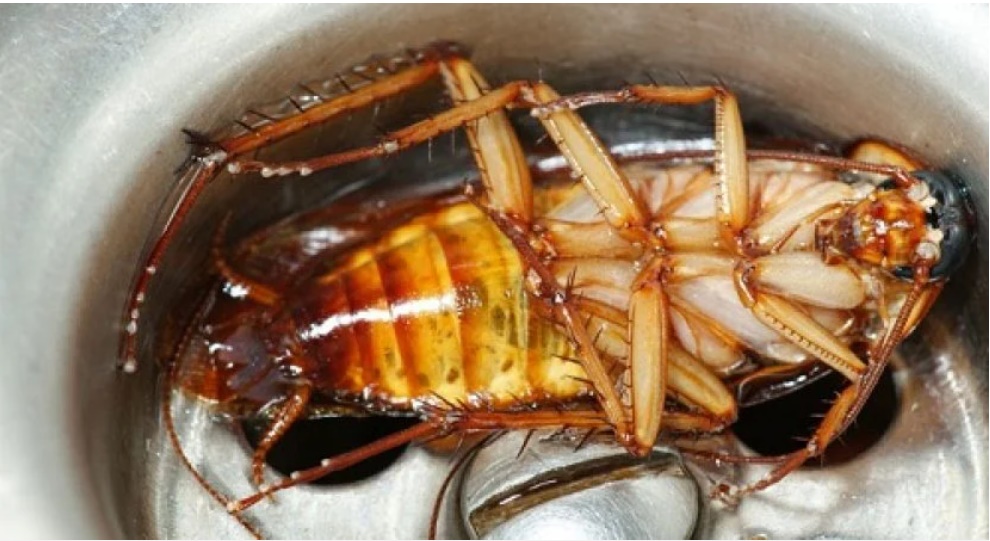 Chỉ một chút nước đường có thể đuổi được cả trăm con gián, một đi không quay lại-2