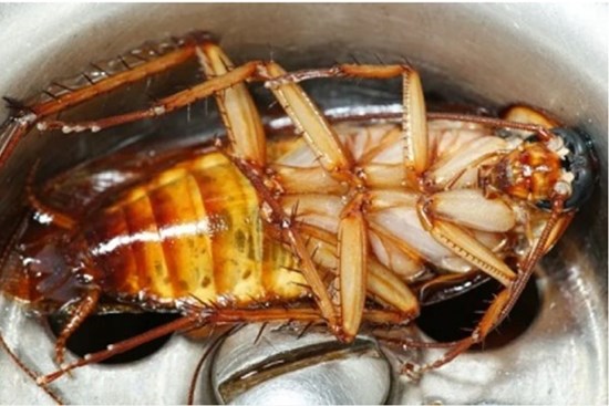 Chỉ một chút nước đường có thể đuổi được cả trăm con gián, một đi không quay lại