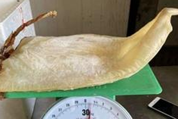 Mực khô bán giá rẻ giật mình trên chợ mạng, chỉ 200.000 đồng/kg loại mực to bằng cả bàn tay-9