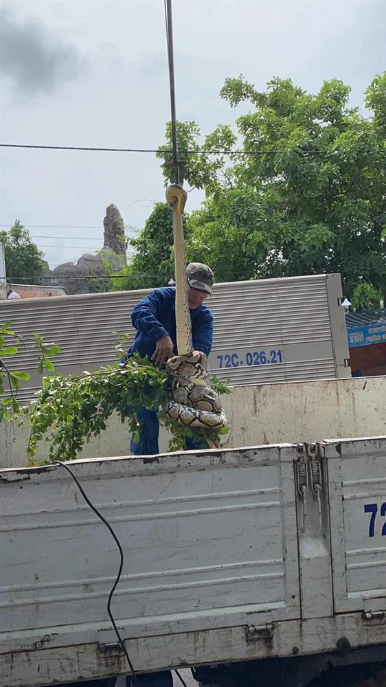 Xôn xao hình ảnh 2 người đàn ông chật vật bắt trăn khủng cuộn tròn trên cây xanh ven đường-1