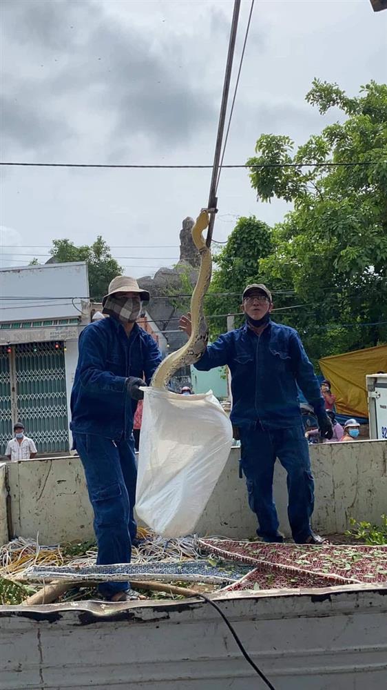 Xôn xao hình ảnh 2 người đàn ông chật vật bắt trăn khủng cuộn tròn trên cây xanh ven đường-3