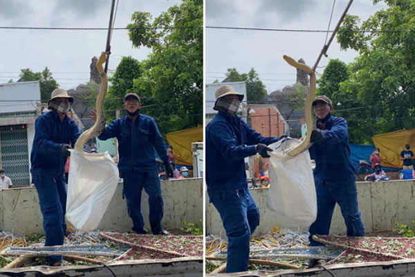 Xem tuyệt kỹ leo cây của trăn khủng-1