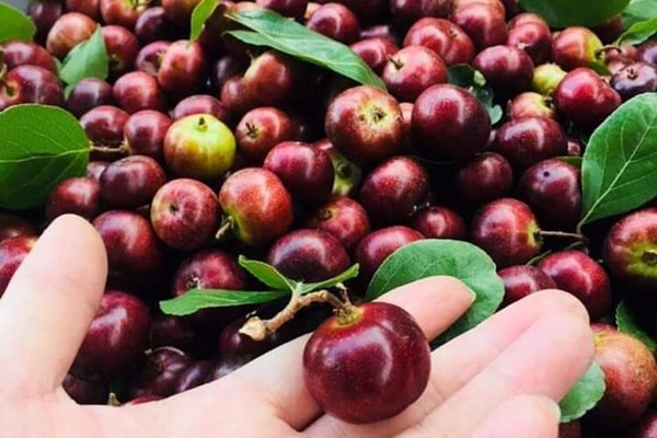 Hồng quân rừng đỏ thẫm, mẹ con ăn tươi, bố ngâm rượu thơm-1