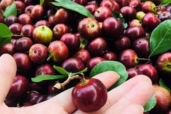 Quạt mo cau ngày xưa nhà ai cũng có một cái, nay lại trở thành sản phẩm đẻ ra hơn trăm triệu mỗi tháng-4