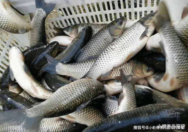 Mua cá, nếu gặp 5 loại cá này cần quay lưng bỏ đi ngay-7
