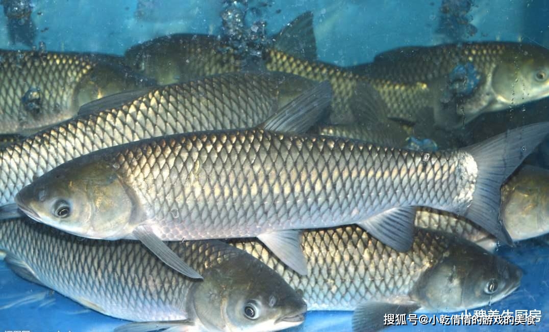 Mua cá, nếu gặp 5 loại cá này cần quay lưng bỏ đi ngay-8