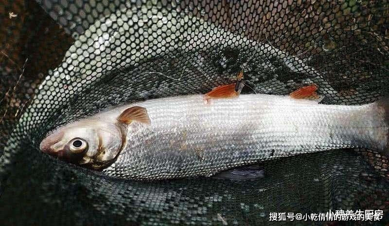 Mua cá, nếu gặp 5 loại cá này cần quay lưng bỏ đi ngay-6