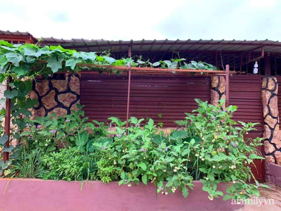Khu vườn trước cửa xanh mát với đủ loại rau củ của chàng trai Việt ở châu Phi-1