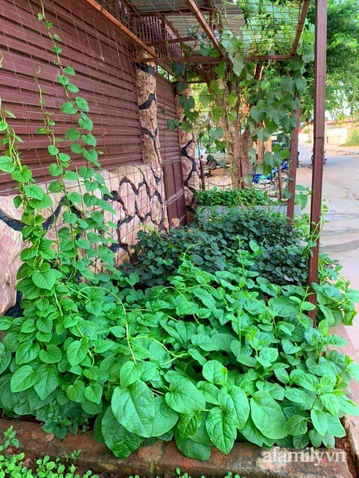 Khu vườn trước cửa xanh mát với đủ loại rau củ của chàng trai Việt ở châu Phi-2