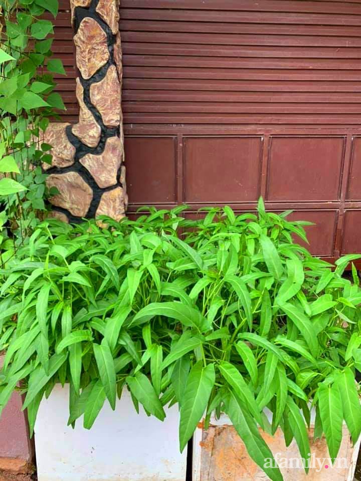 Khu vườn trước cửa xanh mát với đủ loại rau củ của chàng trai Việt ở châu Phi-4