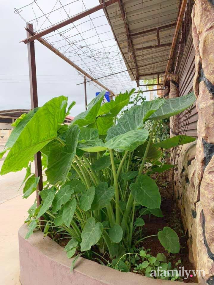 Khu vườn trước cửa xanh mát với đủ loại rau củ của chàng trai Việt ở châu Phi-5