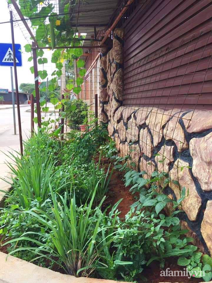 Khu vườn trước cửa xanh mát với đủ loại rau củ của chàng trai Việt ở châu Phi-6