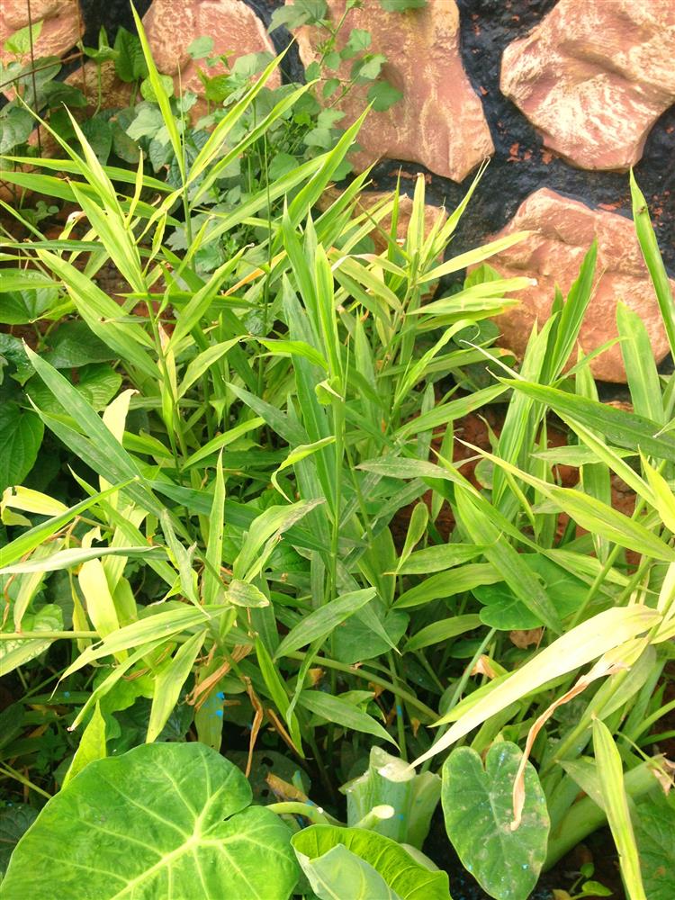 Khu vườn trước cửa xanh mát với đủ loại rau củ của chàng trai Việt ở châu Phi-15