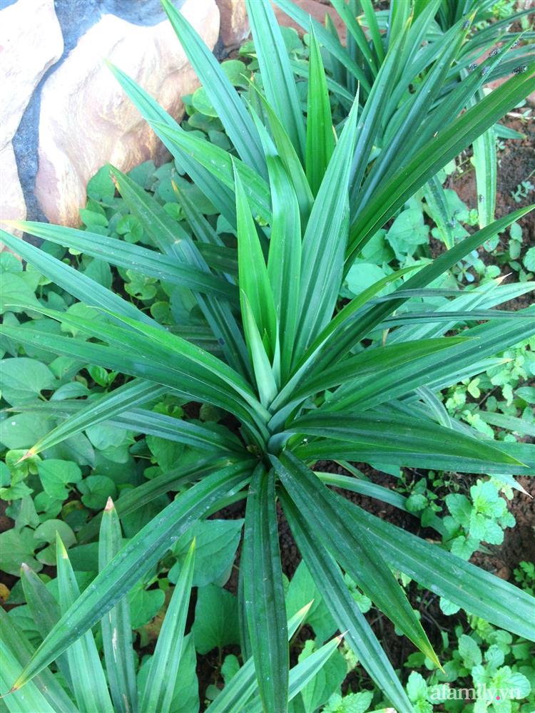 Khu vườn trước cửa xanh mát với đủ loại rau củ của chàng trai Việt ở châu Phi-16