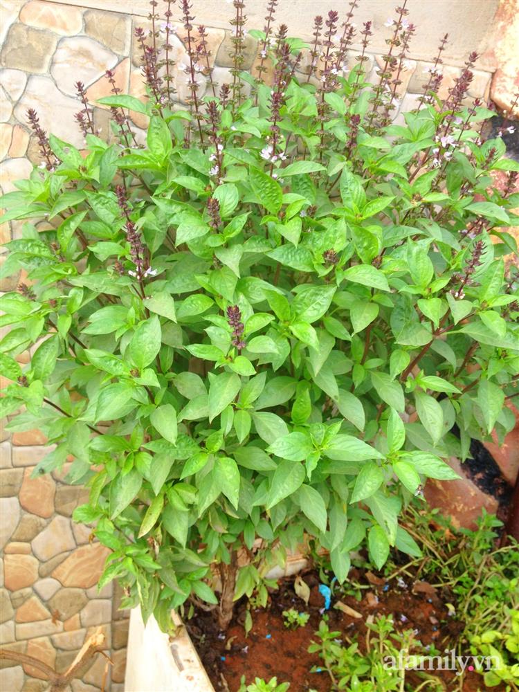 Khu vườn trước cửa xanh mát với đủ loại rau củ của chàng trai Việt ở châu Phi-17