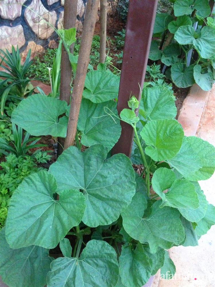 Khu vườn trước cửa xanh mát với đủ loại rau củ của chàng trai Việt ở châu Phi-18